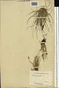 Carex cespitosa L., Eastern Europe, Estonia (E2c) (Estonia)