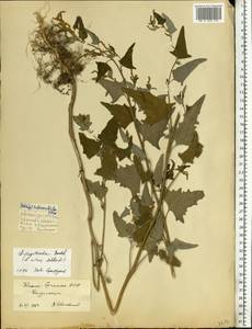 Atriplex sagittata Borkh., Eastern Europe, Northern region (E1) (Russia)