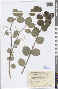 Prunus mahaleb L., Eastern Europe, North Ukrainian region (E11) (Ukraine)