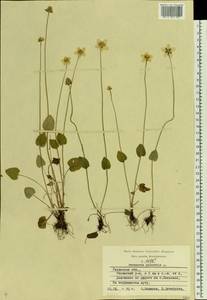 Parnassia palustris L., Eastern Europe, Central region (E4) (Russia)