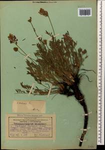 Onobrychis biebersteinii Širj., Caucasus, Georgia (K4) (Georgia)