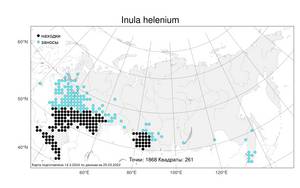 Inula helenium L., Atlas of the Russian Flora (FLORUS) (Russia)