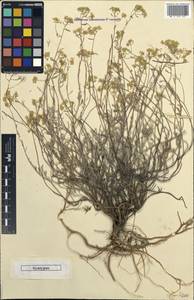 Alyssum tortuosum subsp. cretaceum Kotov, Eastern Europe, Lower Volga region (E9) (Russia)