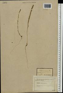 Bassia laniflora (S. G. Gmel.) A. J. Scott, Eastern Europe, Central forest-and-steppe region (E6) (Russia)