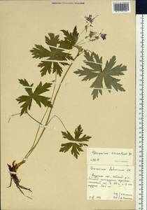 Geranium erianthum DC., Siberia, Russian Far East (S6) (Russia)