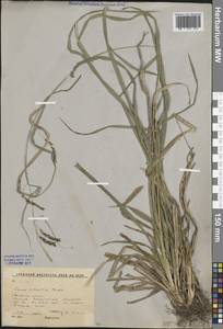 Carex sylvatica Huds., Eastern Europe, Moscow region (E4a) (Russia)