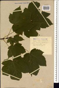 Acer pseudoplatanus L., Caucasus, Black Sea Shore (from Novorossiysk to Adler) (K3) (Russia)