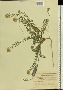 Alyssum gmelinii Jord. & Fourr., Eastern Europe, Moscow region (E4a) (Russia)