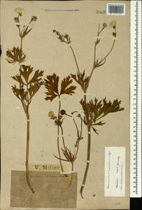 Ranunculus raddeanus Regel, Caucasus, Krasnodar Krai & Adygea (K1a) (Russia)