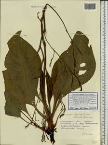 Limonium scoparium (Pall. ex Willd.) Stankov, Eastern Europe, North Ukrainian region (E11) (Ukraine)