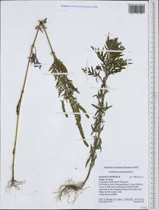 Ambrosia artemisiifolia L., South Asia, South Asia (Asia outside ex-Soviet states and Mongolia) (ASIA) (China)
