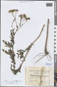 Jacobaea erucifolia subsp. grandidentata (Ledeb.) V.V.Fateryga & Fateryga, Eastern Europe, North Ukrainian region (E11) (Ukraine)