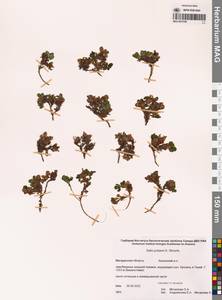 Salix jurtzevii A.K.Skvortsov, Siberia, Chukotka & Kamchatka (S7) (Russia)