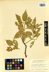 Ulmus pumila L., Siberia, Baikal & Transbaikal region (S4) (Russia)