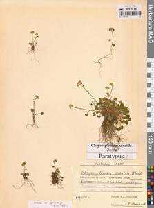 Chrysosplenium wrightii subsp. saxatile (Khokhr.) Vorosch., Siberia, Chukotka & Kamchatka (S7) (Russia)