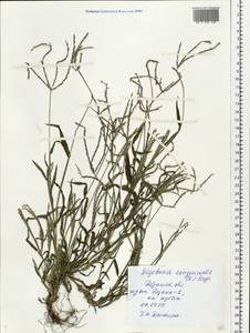 Digitaria sanguinalis (L.) Scop., Eastern Europe, Central region (E4) (Russia)