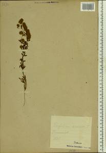 Trifolium arvense L., Eastern Europe, Estonia (E2c) (Estonia)
