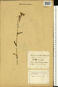 Senecio vernalis Waldst. & Kit., Eastern Europe, Latvia (E2b) (Latvia)