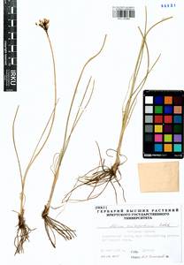 Allium anisopodium Ledeb., Siberia, Baikal & Transbaikal region (S4) (Russia)