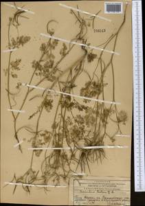 Scandix pecten-veneris L., Middle Asia, Western Tian Shan & Karatau (M3) (Kazakhstan)