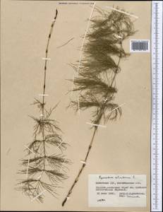 Equisetum sylvaticum L., Middle Asia, Northern & Central Kazakhstan (M10) (Kazakhstan)