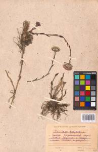 Tussilago farfara L., Eastern Europe, Moscow region (E4a) (Russia)