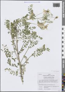 Astragalus mongholicus Bunge, Siberia, Baikal & Transbaikal region (S4) (Russia)