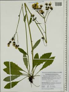 Hieracium subpellucidum (Norrl.) Norrl., Eastern Europe, Northern region (E1) (Russia)