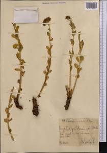Rhodiola heterodonta (Hook. fil. & Thomson) Boriss., Middle Asia, Western Tian Shan & Karatau (M3) (Uzbekistan)