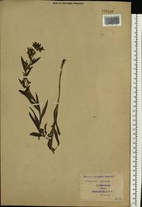 Lithospermum officinale L., Eastern Europe, South Ukrainian region (E12) (Ukraine)