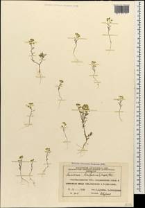 Meniocus linifolius (Stephan ex Willd.) DC., Caucasus, Azerbaijan (K6) (Azerbaijan)