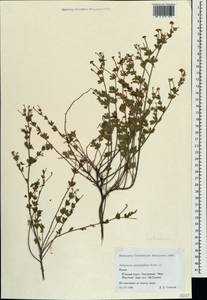 Dorycnium pentaphyllum subsp. herbaceum (Vill.)Rouy, Crimea (KRYM) (Russia)