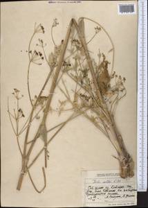 Ferula kelleri Koso-Pol., Middle Asia, Northern & Central Tian Shan (M4) (Kazakhstan)