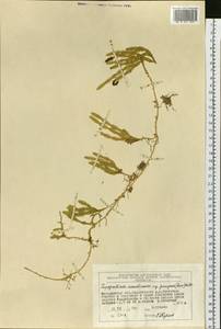 Spinulum annotinum subsp. dubium (Zoëga) J.H.Xue, Chepinoga & K.P.Ma, Siberia, Chukotka & Kamchatka (S7) (Russia)
