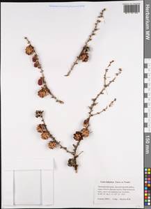 Larix gmelinii var. gmelinii, Siberia, Russian Far East (S6) (Russia)