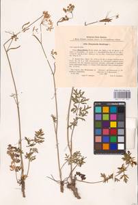 Pimpinella saxifraga L., Eastern Europe, North-Western region (E2) (Russia)