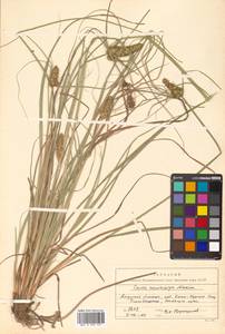 Carex neurocarpa Maxim., Siberia, Russian Far East (S6) (Russia)