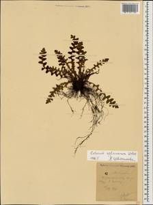 Asplenium ceterach subsp. ceterach, Caucasus, Black Sea Shore (from Novorossiysk to Adler) (K3) (Russia)