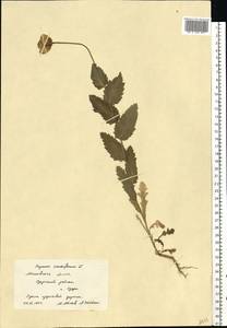 Papaver somniferum L., Eastern Europe, Moscow region (E4a) (Russia)
