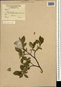 Salix apoda Trautv., Caucasus, South Ossetia (K4b) (South Ossetia)