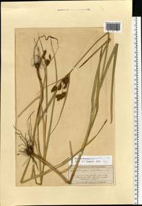 Bolboschoenus yagara (Ohwi) Y.C.Yang & M.Zhan, Eastern Europe, Moscow region (E4a) (Russia)