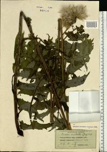 Cirsium erisithales (Jacq.) Scop., Eastern Europe, West Ukrainian region (E13) (Ukraine)
