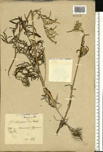 Jurinea cyanoides (L.) Rchb., Eastern Europe, Central forest-and-steppe region (E6) (Russia)