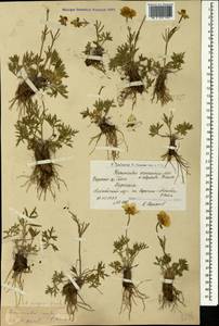 Ranunculus dissectus subsp. aragazii (Grossh.) Bulany & Derv.-Sokol., Caucasus, Armenia (K5) (Armenia)