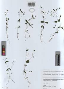 KUZ 004 184, Moehringia lateriflora (L.) Fenzl, Siberia, Altai & Sayany Mountains (S2) (Russia)