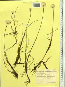 Eriophorum scheuchzeri Hoppe, Siberia, Western Siberia (S1) (Russia)