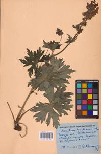 Aconitum lycoctonum subsp. moldavicum (Hacq.) Jalas, Eastern Europe (no precise locality) (E0)