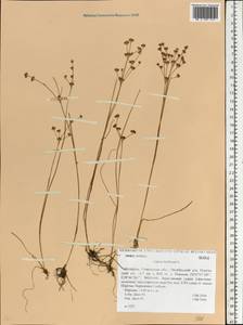 Juncus bulbosus L., Eastern Europe, Belarus (E3a) (Belarus)