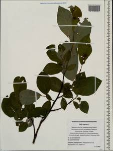 Salix caprea L., Eastern Europe, North-Western region (E2) (Russia)