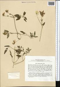 Clematis glauca Willd., Middle Asia, Northern & Central Tian Shan (M4) (Kazakhstan)